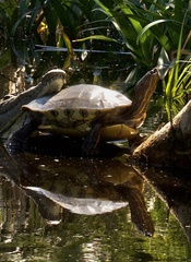 Trachemys grayi grayi