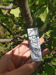 Crataegus coccinioides