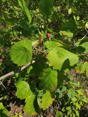 Crataegus coccinioides
