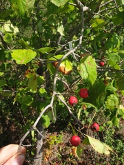 Crataegus coccinioides