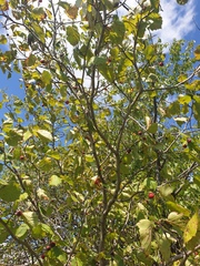 Crataegus coccinioides