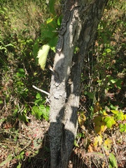 Crataegus coccinioides