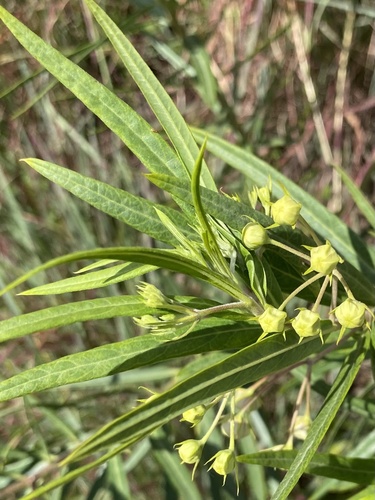 Gomphocarpus fruticosus image