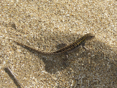 Liolaemus wiegmannii