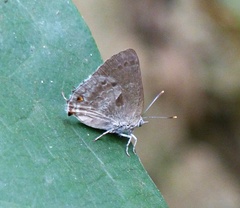 Michaelus thordesa