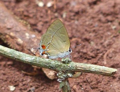 Theclopsis gargara