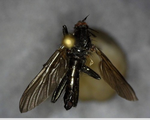 iNaturalist observation photo of Rhamphomyia
