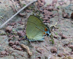 Calycopis caulonia