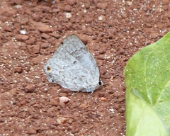 Ostrinotes sophocles