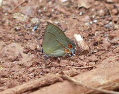 Calycopis caulonia