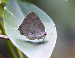 Ostrinotes sophocles