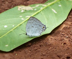 Ostrinotes sophocles