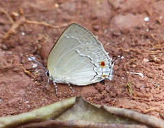 Strephonota ambrax
