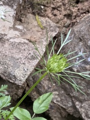 Daucus carota image