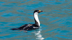 Leucocarbo georgianus