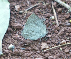 Ostrinotes sophocles