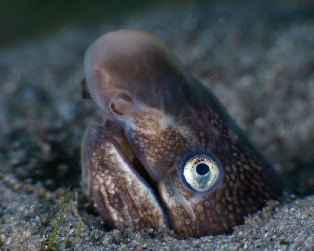 Sooty eel (Bascanichthys bascanium) — Ophichthidae