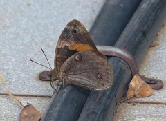 Opsiphanes invirae amplificatus
