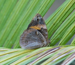 Opsiphanes invirae amplificatus