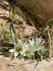 Colchicum palaestinum
