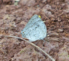 Ostrinotes sophocles