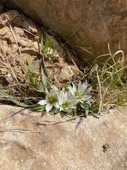 Colchicum palaestinum