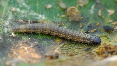 Sciota hostilis