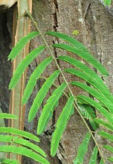 Piptadenia gonoacantha