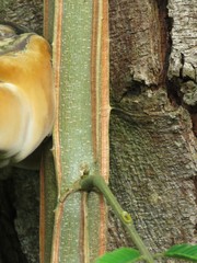 Piptadenia gonoacantha