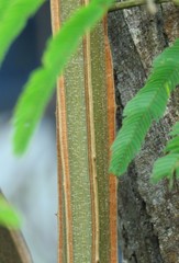 Piptadenia gonoacantha