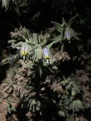 Podonosma orientalis