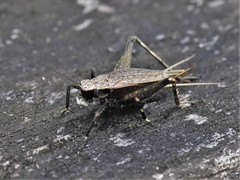 Lerneca