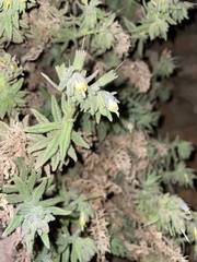 Podonosma orientalis