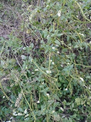 Heliotropium angiospermum