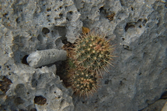 Melocactus macracanthos