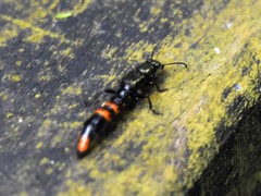 Taenodema