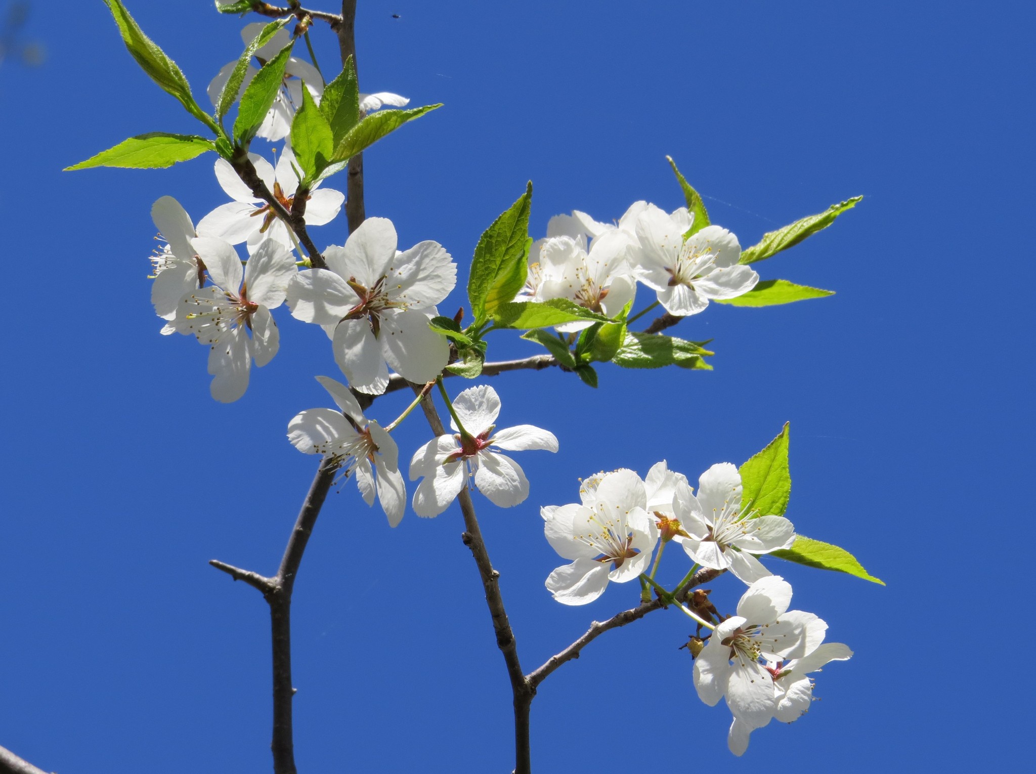Prunus nigra