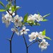 Prunus nigra - Photo (c) Mike Leveille,  זכויות יוצרים חלקיות (CC BY-NC), uploaded by Mike Leveille