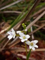 Epidendrum fimbriatum