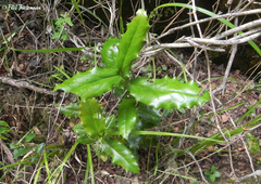 Berberis negeriana
