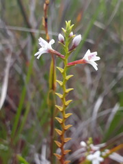 Epidendrum fimbriatum