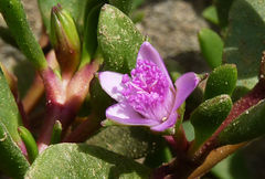 Sesuvium portulacastrum image