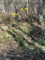 Helenium pinnatifidum