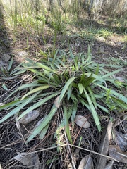Helenium pinnatifidum