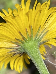 Helenium pinnatifidum