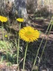 Helenium pinnatifidum