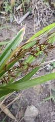 Carex polystachya
