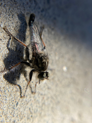 iNaturalist observation photo of Hammertails