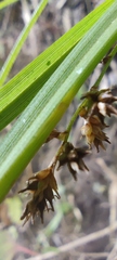 Carex polystachya