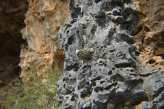 Melocactus macracanthos